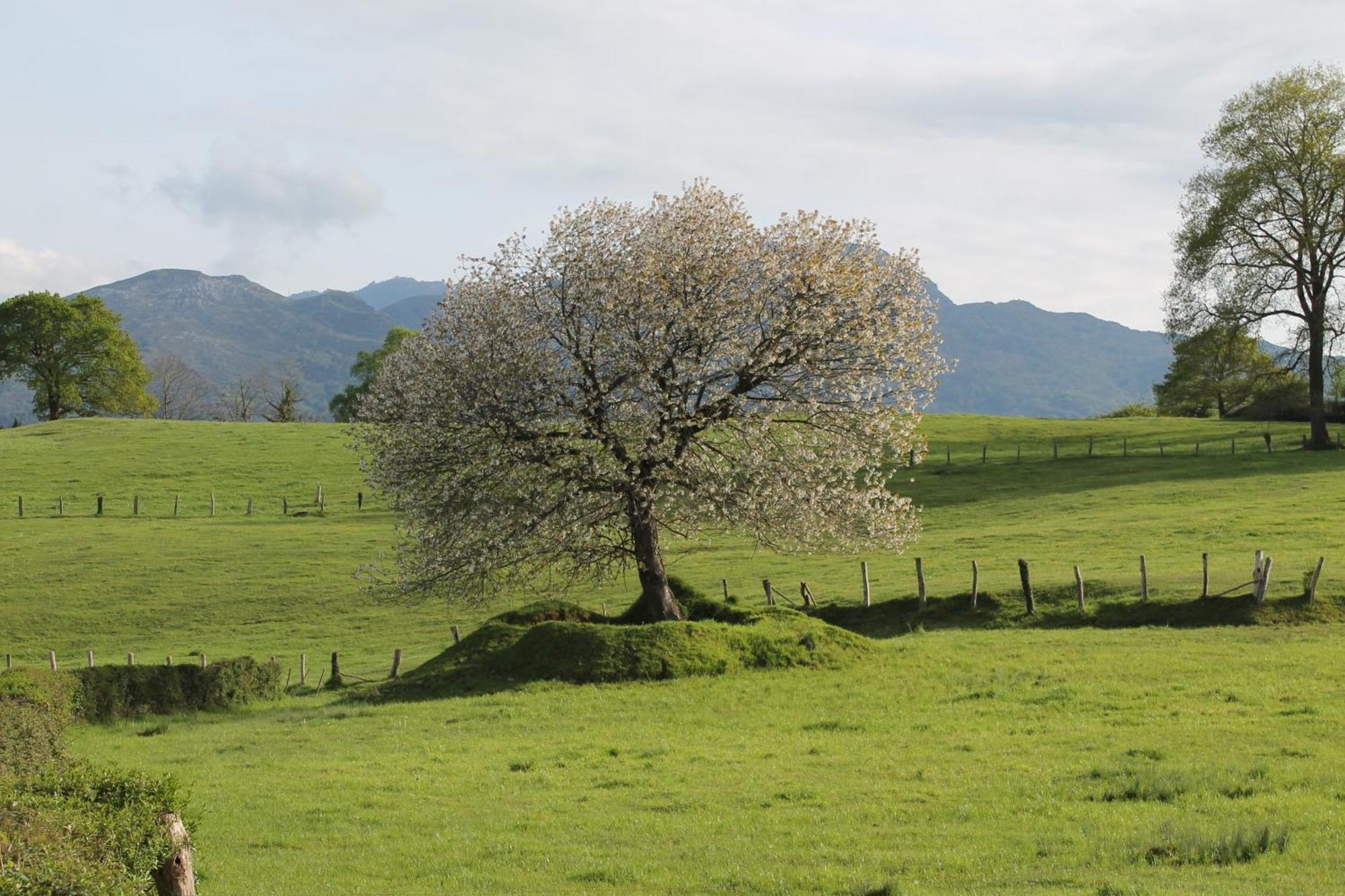 Вилла Casa De Aldea Monga 9 En Nava, Asturias Экстерьер фото